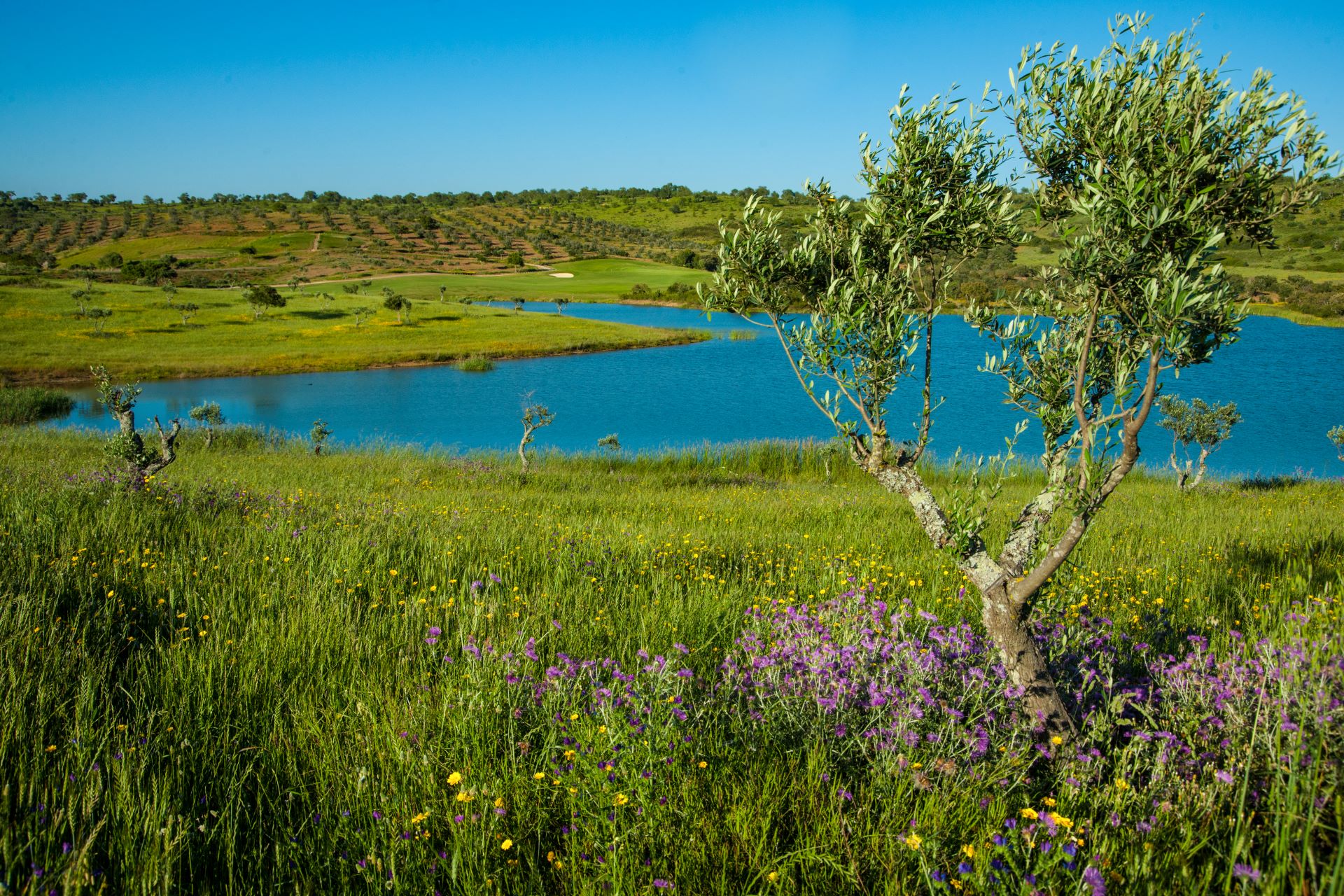 Alamos golf course 03